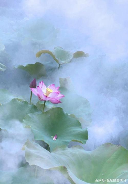 别把自带仙气的荷花拍得那么俗