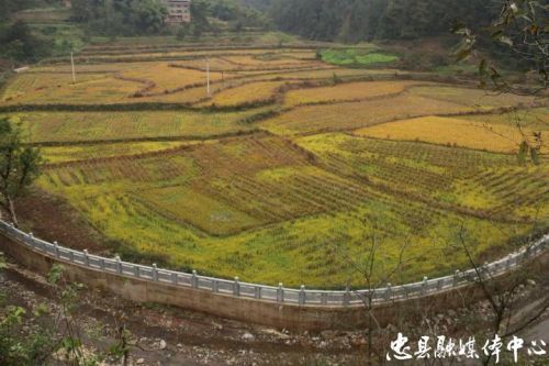 善广乡上坪村河道综合治理项目全面竣工-社会-忠县