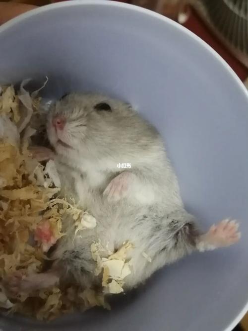 仓鼠咬人怎么治_仓鼠_菠萝_零食_阴影_宠物_宠物其他