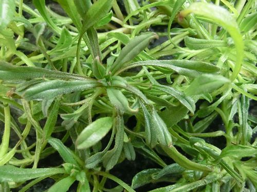 面条菜新鲜带箱5斤山东省特产农家现挖现发野菜面条棵