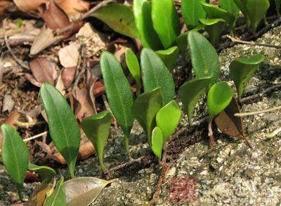 石韦的功效与作用 石韦的好处有哪些