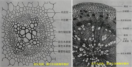 萝卜和胡萝卜储藏根的结构植物学停课不停学一