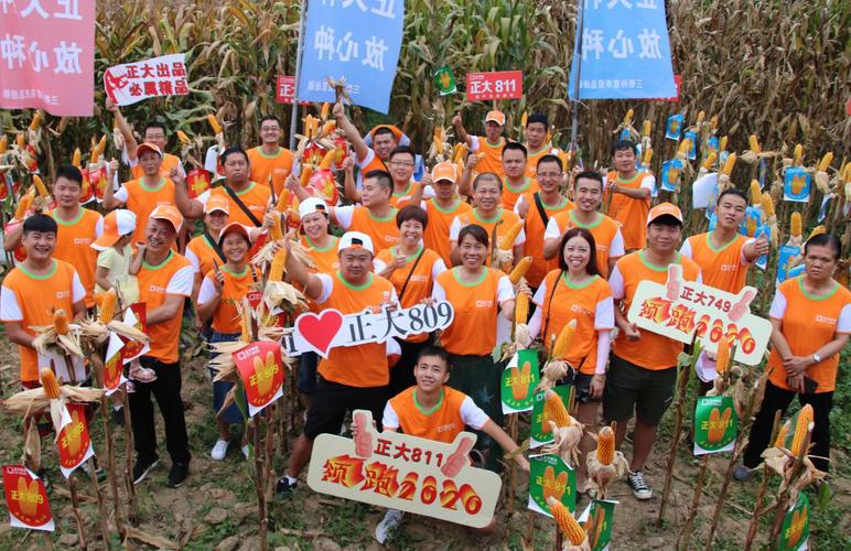 正大7系列玉米种正大719,正大729,正大739,正大749,8系列玉米种正大