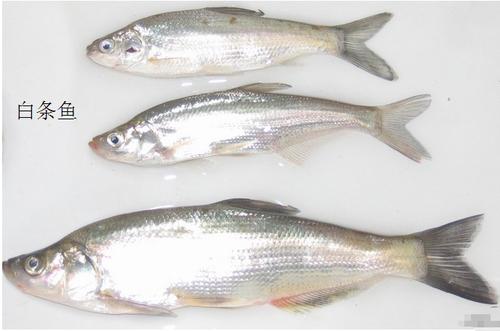 马口和白条外观是怎么区分的?