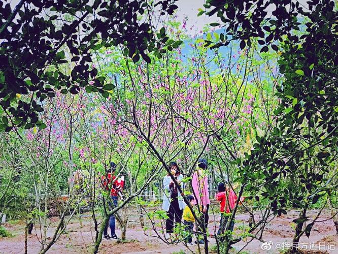 沙溪贾里宝树园的桃花也有好几个品种