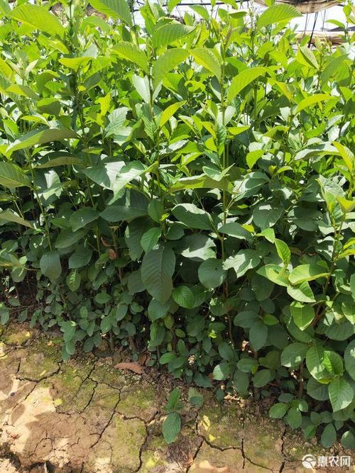 [桤木苗批发]桤木苗 旱冬瓜苗 冬瓜树 水冬瓜价格0.45