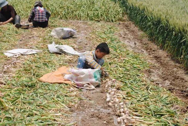 在田间,偶尔也看到留守在家的孩子,跟着爷爷奶奶干活,从小就感受农村