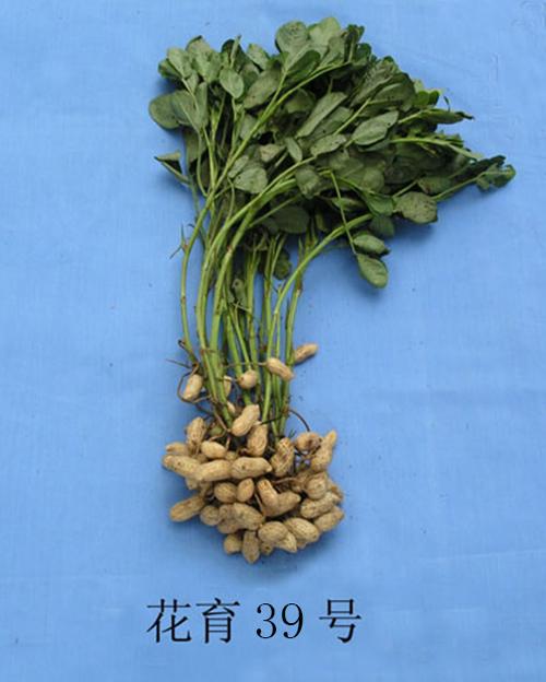 品种名称:花育39号          育成单位:山东省花生研究所.