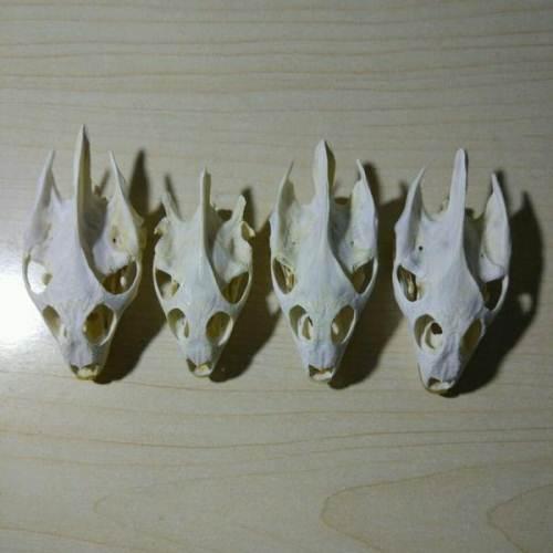 (文玩)(古玩)(甲鱼头骨)(辟邪头骨)(鳖头骨)(护身符)