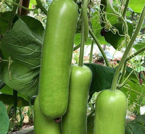 新型蔬菜瓢瓜新品种,菜农种植每亩净赚八千元,不错的一种蔬菜