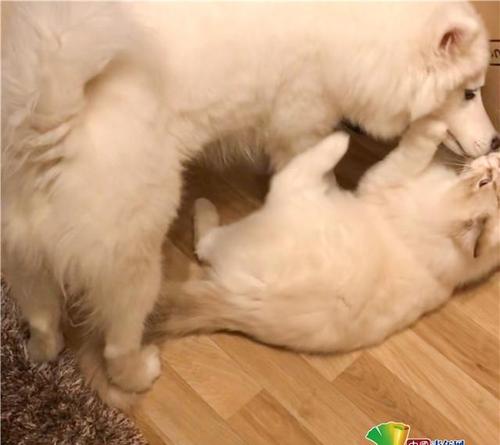 国外一对猫狗成亲密好友 形影不离似姐妹