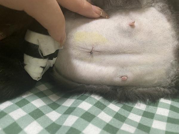 讨论大家可以帮我看看绝育伤口吗