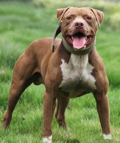 比特犬多少钱 比特犬图片纯种比特狗幼犬比特犬的价格