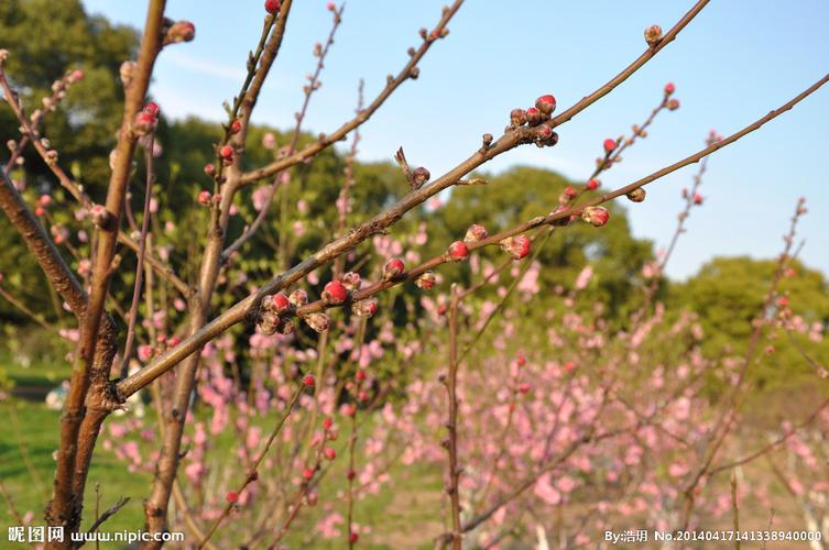 桃花桃树枝图片
