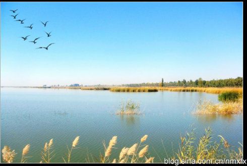 (五原塔尔湖-摄于2010年秋)  伤秋  野草凄凄悲露重,  黄花瑟瑟怨