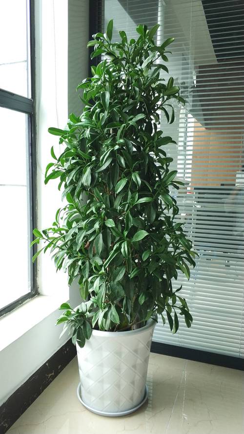 武汉办公室绿植盆栽租摆,写字楼花卉绿植销售免费送货