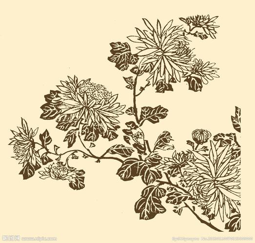 芥子园画谱 菊花图片