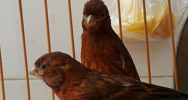 玉鸟24种品种都叫什么