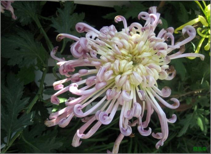 [转载]画家必备资料库(72):菊花(50种名贵菊花)