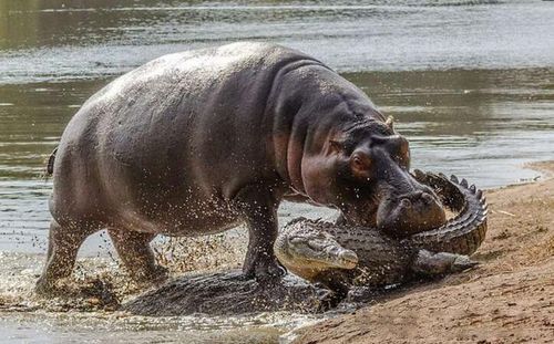 成年河马与鳄鱼的战争, 往往以偷袭小鳄鱼小河马为结束