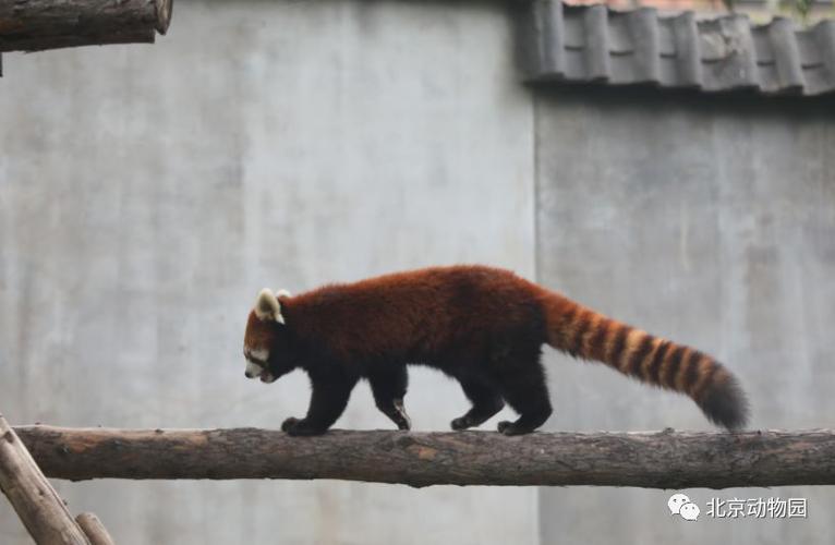 线上动物园它们叫小熊猫它们是一群圆滚滚
