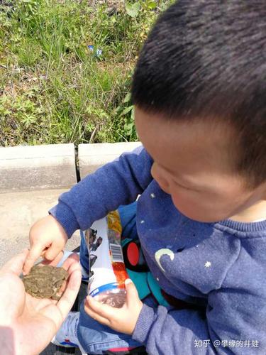 家住楼房面积不大,孩子爸爸要买个可以孵出小鸡的鸡蛋