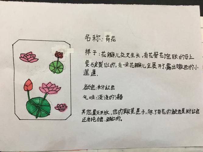 看来,荷花很受欢迎吖,好几位创作家不约而同地制作了荷花记录卡!