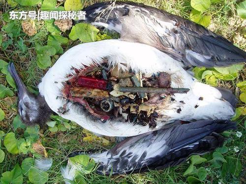 世界上最大的垃圾场,不在陆地在海洋,未来垃圾会比鱼还多