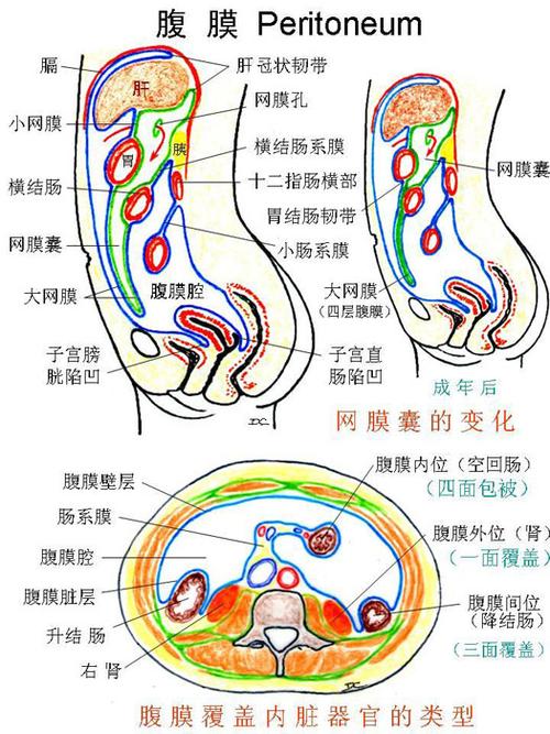 腹膜-网膜纵横切示结构