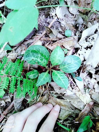 看～～我又发现了六寒草亮眼,驱寒都是它的功效了!