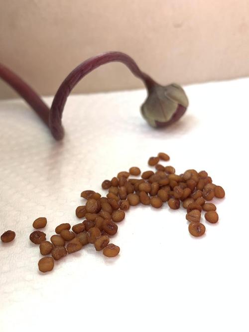 仙客来的种子发芽啦