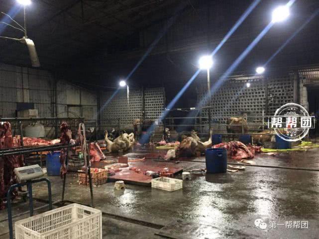 又发现非法屠宰窝点,夜间宰牛,疯狂注水,部门凌晨查处