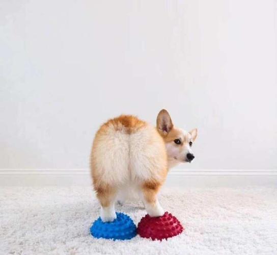 柯基:看我的屁股萌不萌~如果你买一只3个月大的柯基犬,算上初期打