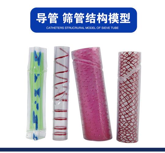导管,筛管结构模型pvc材料 解剖学可拆卸 中小学教学器材