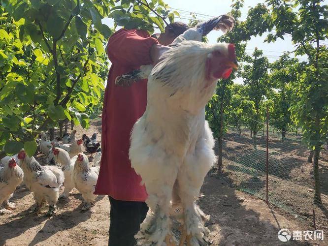 [鸡批发] 家养婆罗门鸡/受精卵/鸡苗价格600元/只 - 惠农网