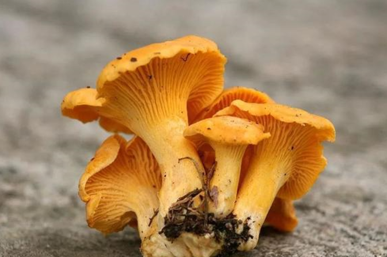 它最大的特点在于,轻轻掰开它的菌伞,断裂口会流出状如牛奶的白色汁液