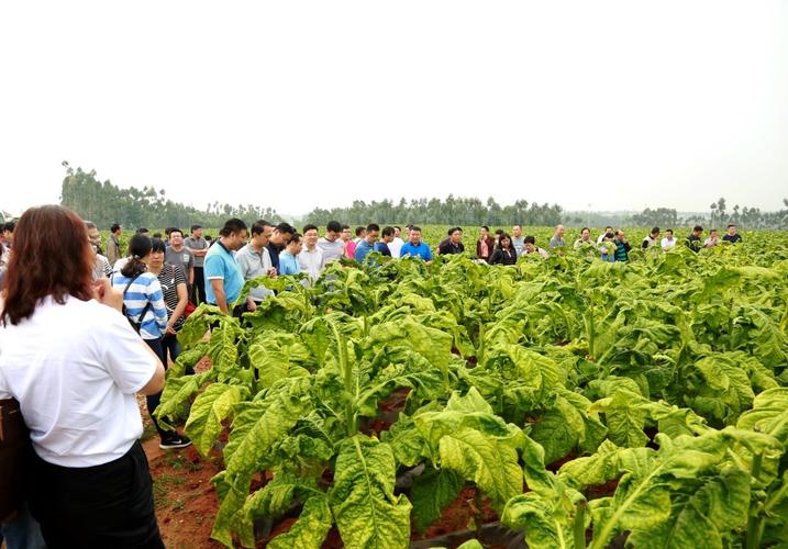 全省烤烟收购等级统一平衡眼光会与会代表观摩"云烟116"大田长势