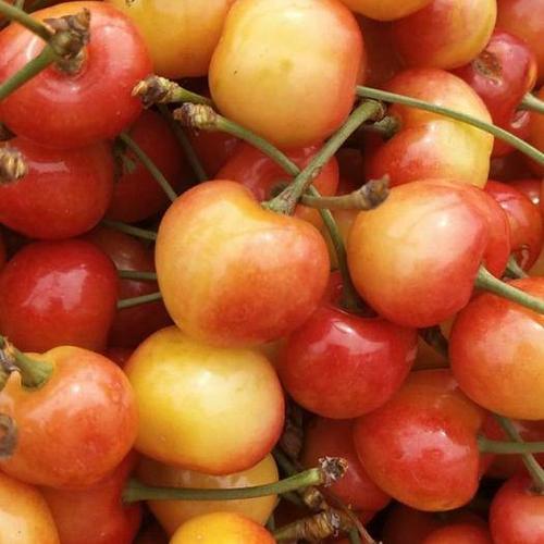 明珠大樱桃品种的介绍及栽培技术要点