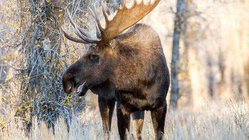 让加拿大人胆寒的驼鹿