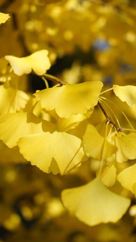 秋天银杏叶唯美图