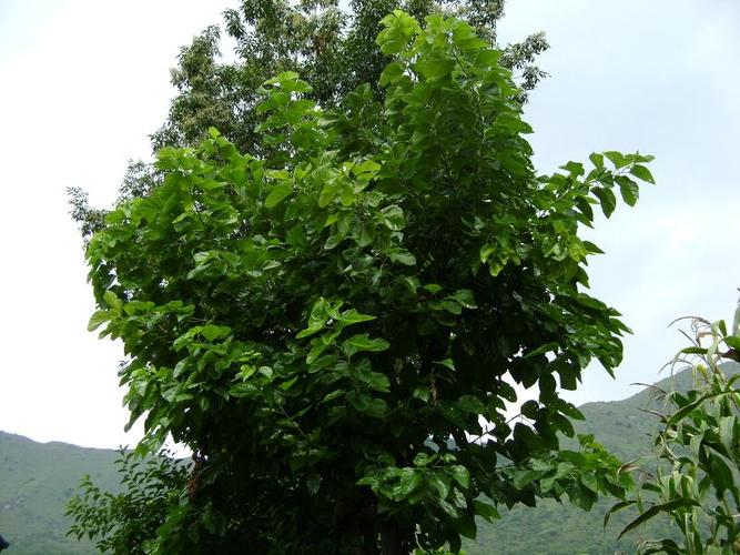 桑树