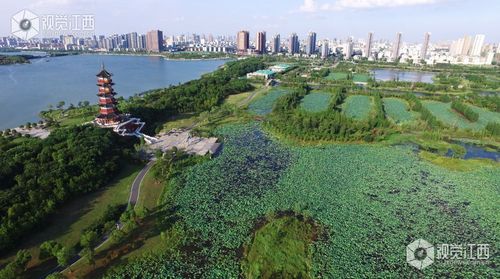 6月26日,随着气温的升高,记者在南昌市象湖湿地公园,渔舟湾湿地公园