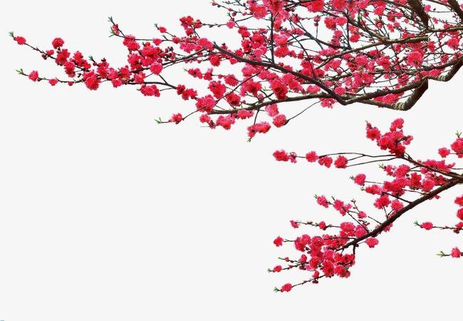 搜图123提供独家原创鲜红的桃花下载,此素材图片已被下载4次,被收藏1