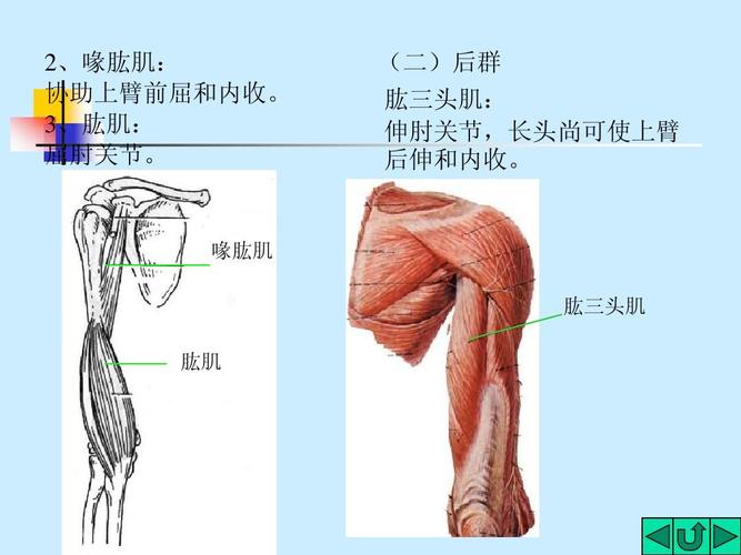 喙肱肌 肱三头肌 肱肌