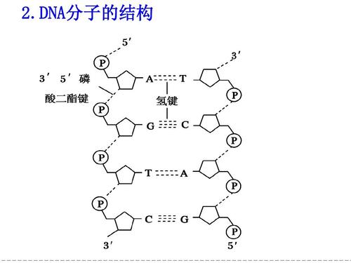 2015届高三一轮复习人教版生物 第18讲 dna分子的结构