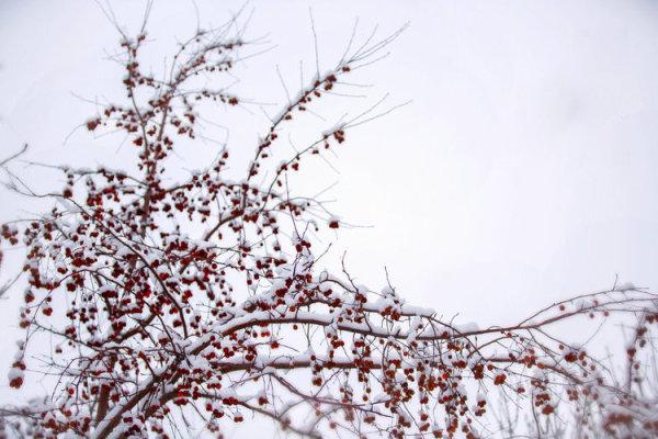 红妆素裹分外妖娆