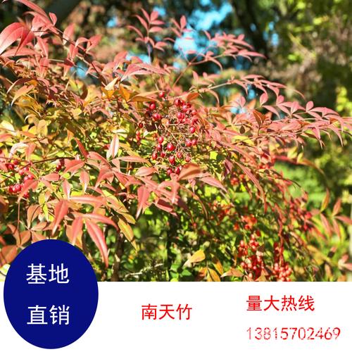 南天竹 盆栽地栽苗 观叶绿化色块苗木