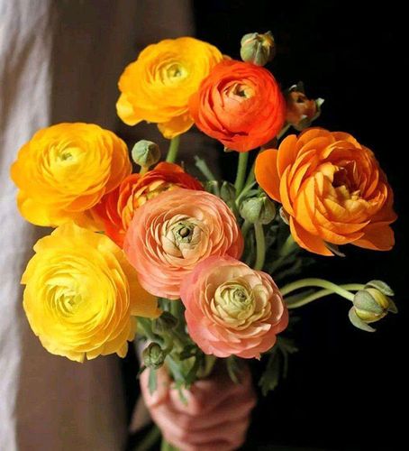 洋牡丹的花语是什么?洋牡丹的寓意和象征