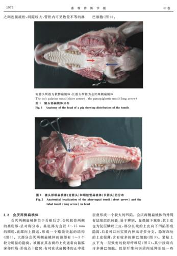 猪扁桃体的解剖学与组织学研究-畜牧兽医学报.pdf