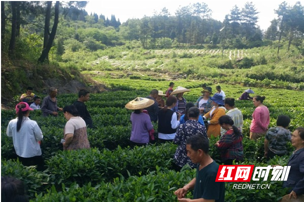 【我为群众办实事】古丈县茶叶局技术干部深入基层开展茶叶技术培训